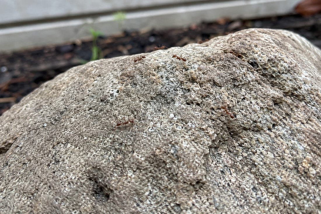 The Ants and the Rock: Notes From the Slowest News Week of the Year